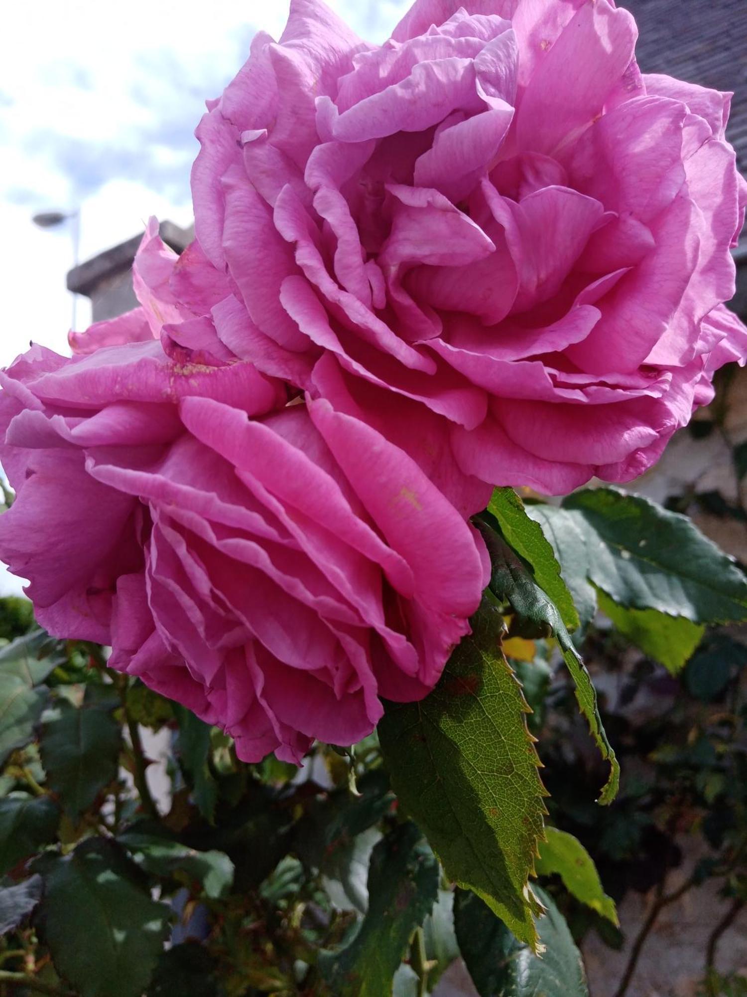 Bed and breakfast Rose Garden Bayeux Extérieur photo